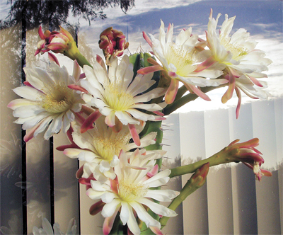 Night blooming Cereus